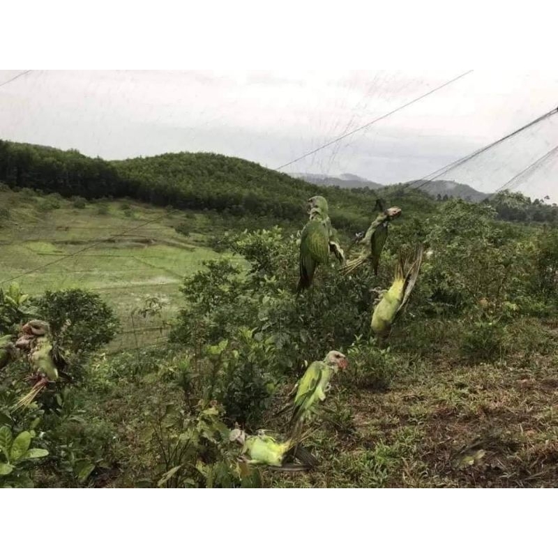 1 tay lưới bẫy tàng hình thái lan giá rẻ  lưới bẫy đã làm sẵn về chỉ mang đi bẫy