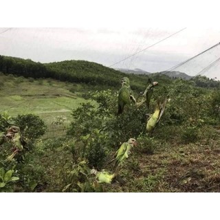 . lưới bẫy chim sẻ ,chào mào, họa mi ,trao trảo ,tổng hợp chim 20m- 30m - 60m (lỗ 4 phân chiều cao 6m 5 dây 4 túi )