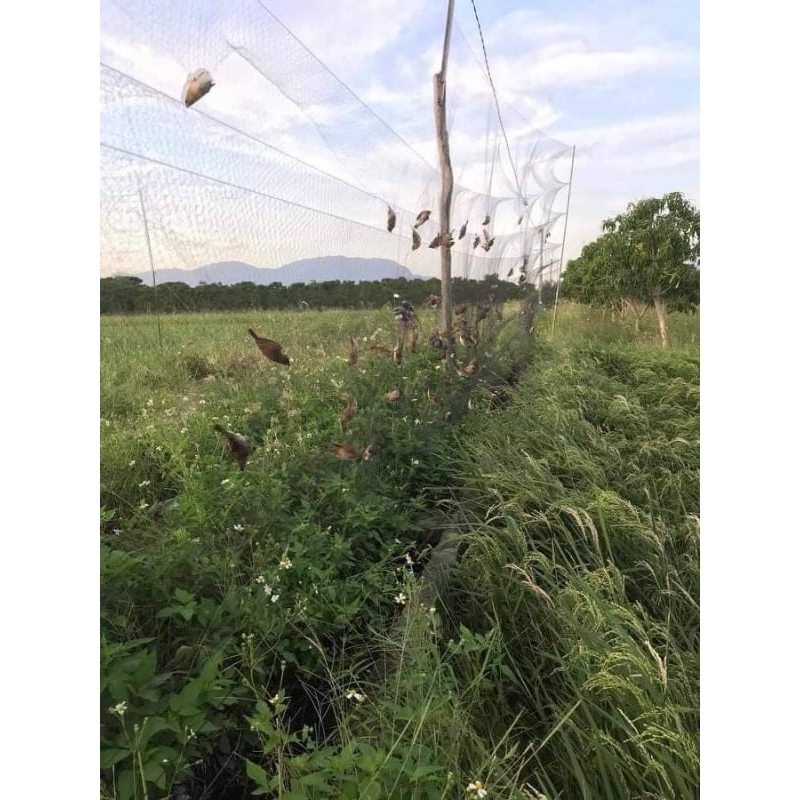 1 tay lưới bẫy tàng hình thái lan giá rẻ  lưới bẫy đã làm sẵn về chỉ mang đi bẫy