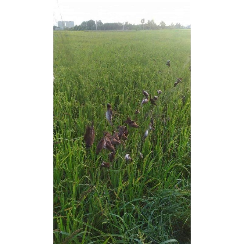 1 tay lưới bẫy tàng hình thái lan giá rẻ  lưới bẫy đã làm sẵn về chỉ mang đi bẫy