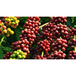 Cà Phê Rang Xay Hùng Thắng 500g Pha Cà Phê Đen ,Sữa Đều Ngon