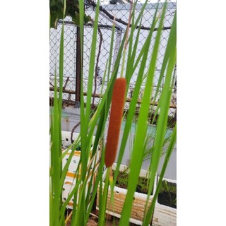 Cỏ Nến [ Bồn Bồn ] 🪴🥰 ☘️ Rau Bồn Bồn 🌾🥦 Mình cắm vào nước vẫn lên và đẻ nhánh nha ae 🥰