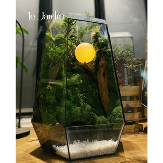 Terrarium LePetit, Terrarium đẹp, Terrarium mini, Terrarium đa giác, Combo Terrarium setup & đèn