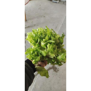 rau mầm bắp cải và mầm đá