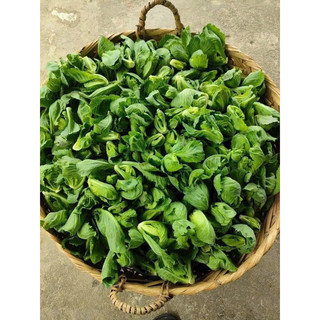 rau mầm bắp cải và mầm đá