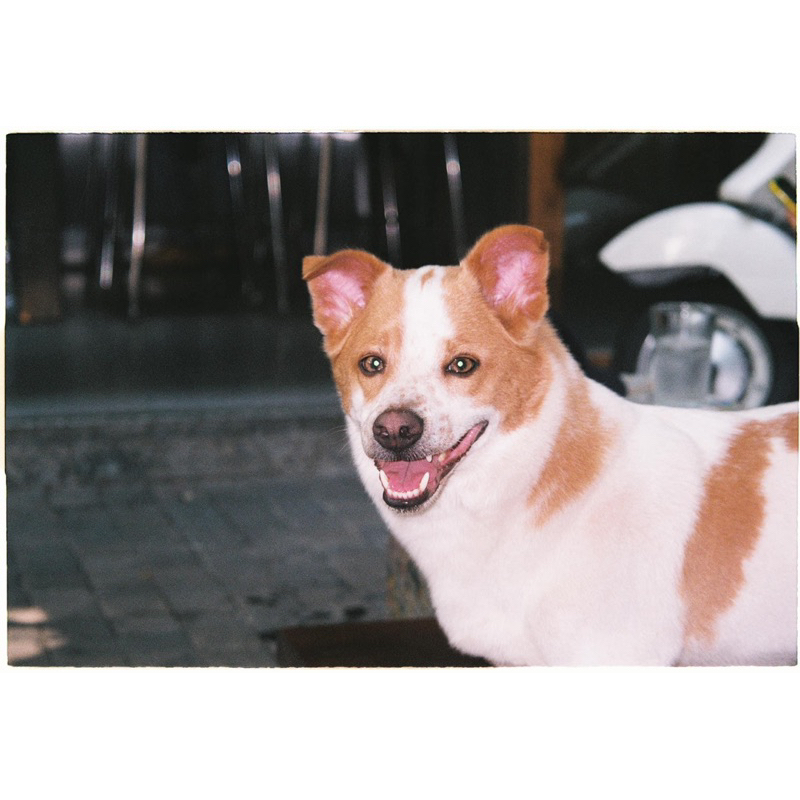 MÁY ẢNH FILM OLYMPUS MJU ZOOM 105