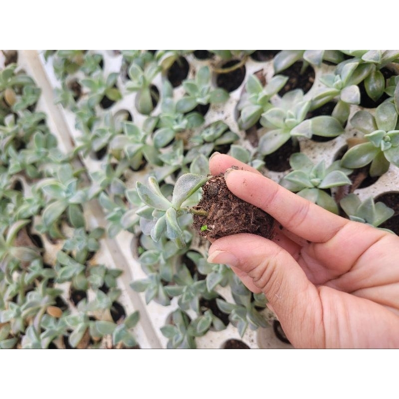 Combo 10 cây sen đá ma