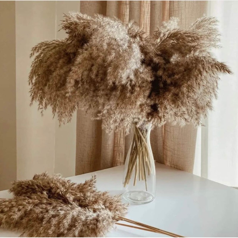 Hoa cỏ lau  xù khô màu xám nâu siêu sang, bông cỏ lau decor vintage màu sáng sang trọng
