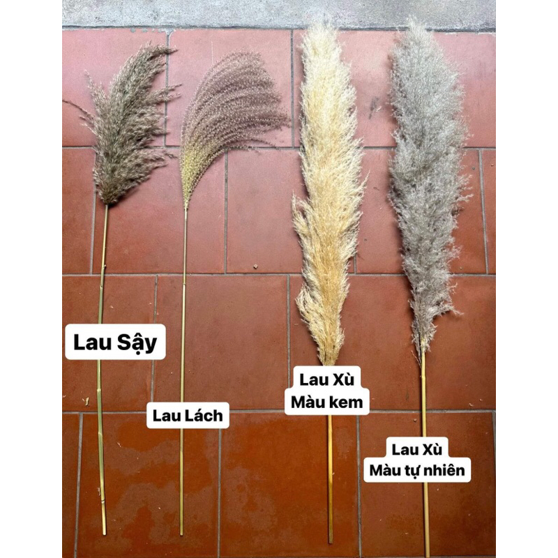 Hoa cỏ lau  xù khô màu xám nâu siêu sang, bông cỏ lau decor vintage màu sáng sang trọng