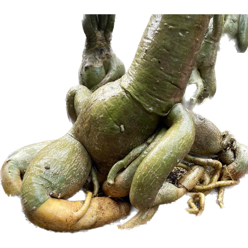 Phân Bón Cho Cây Kiểng, Hoa Sứ To Củ Max Root Chai 1 Lít – Cứng Củ, Mập Củ, Chắc Củ, Hạn Chế Dộp Củ, Thối Củ