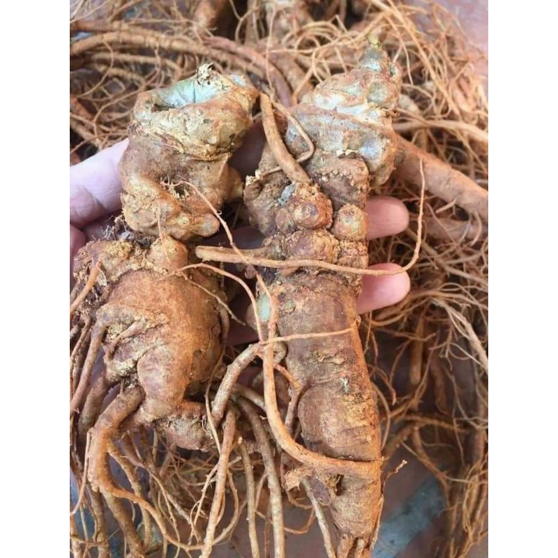 Tam thất Bắc nguyên củ