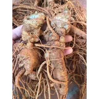 Tam thất Bắc nguyên củ