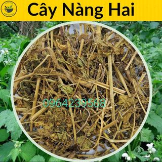Cây Nàng Hai, túi 500g & 1kg, loại sạch, hàng khô mới