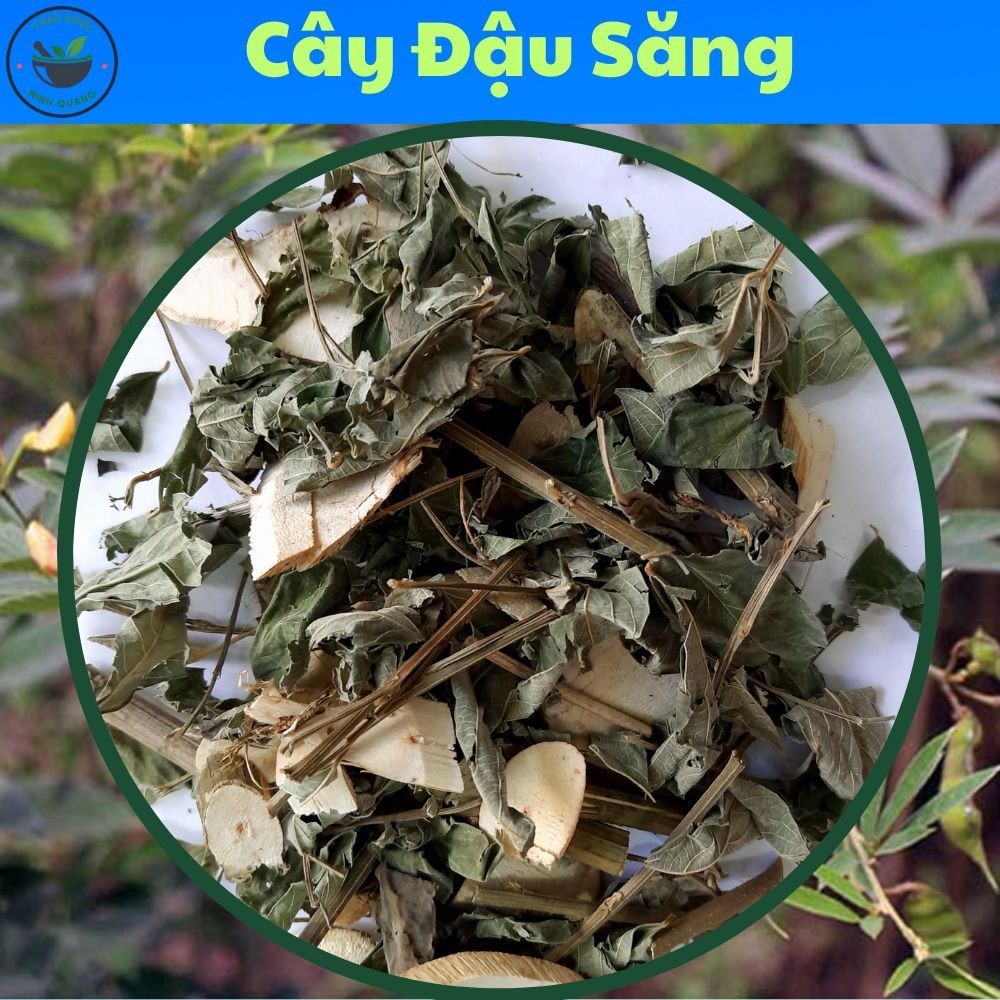 CÂY LÁ ĐẬU SĂNG - túi 500g và 1kg loại khô, hàng mới