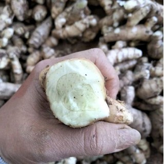 Ngãi chống độc rừng chắc lọi khô ráo