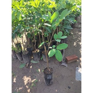 Cây chôm chôm Tiến Cường