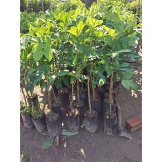 Cây chôm chôm Tiến Cường (ghép bo và ghép cành)