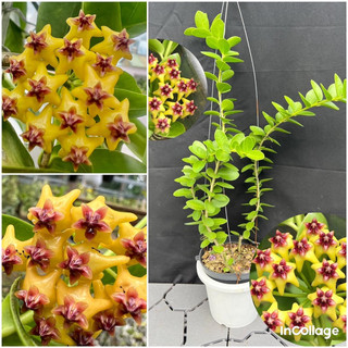 Hoa Cẩm cù - hoya Cumingiana thân gỗ lá tròn, hoa rất thơm, siêng hoa, rất dễ trồng
