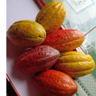 Trái ca cao 1kg