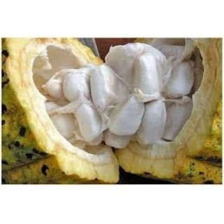 Trái ca cao 1kg