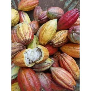 Trái ca cao 1kg