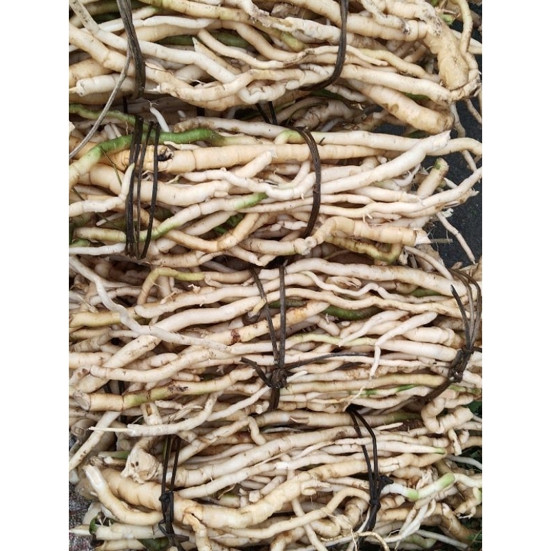 1kg sâm xuyên đá  tây bắc
