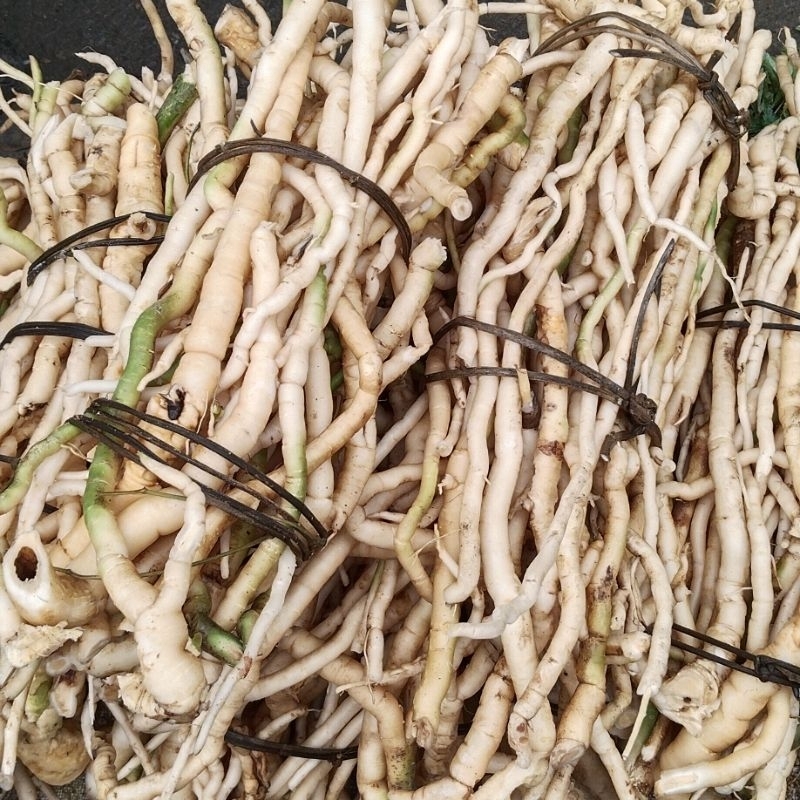 1kg sâm xuyên đá  tây bắc