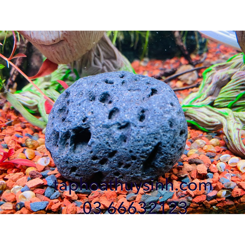 1 viên ĐÁ CUỘI TRỨNG NHỎ NHIỀU LỖ SIÊU ĐẸP TRANG TRÍ