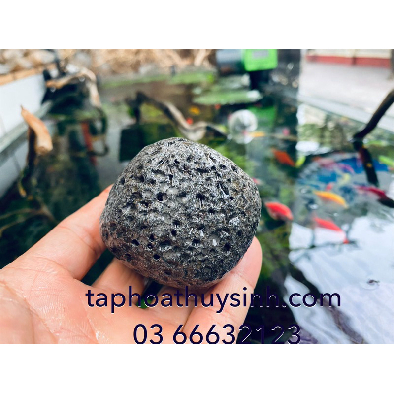 1 viên ĐÁ CUỘI TRỨNG NHỎ NHIỀU LỖ SIÊU ĐẸP TRANG TRÍ