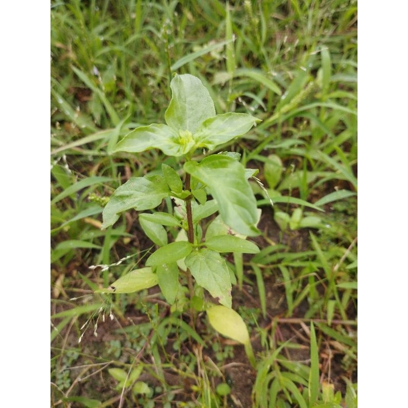 Cây lá Quế con 2K/cây