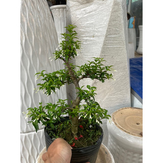 Mai chiếu thuỷ bonsai mini