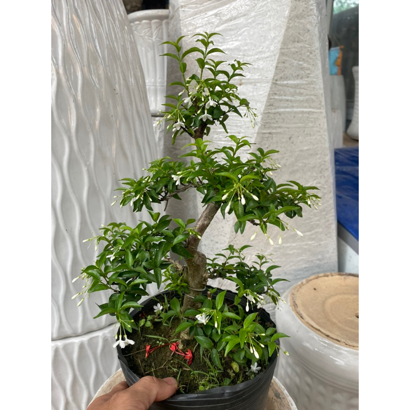 Mai chiếu thuỷ bonsai mini