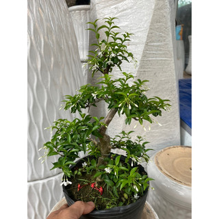 Mai chiếu thuỷ bonsai mini