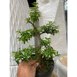 Mai chiếu thuỷ bonsai mini