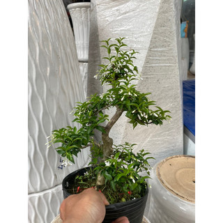 Mai chiếu thuỷ bonsai mini