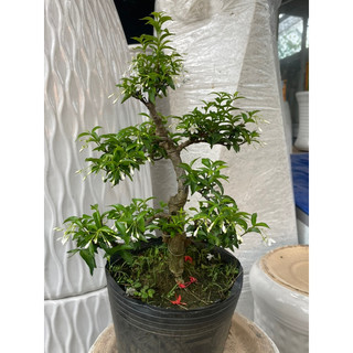 Mai chiếu thuỷ bonsai mini