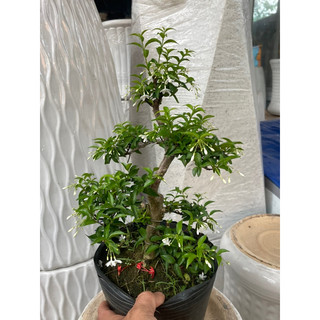 Mai chiếu thuỷ bonsai mini