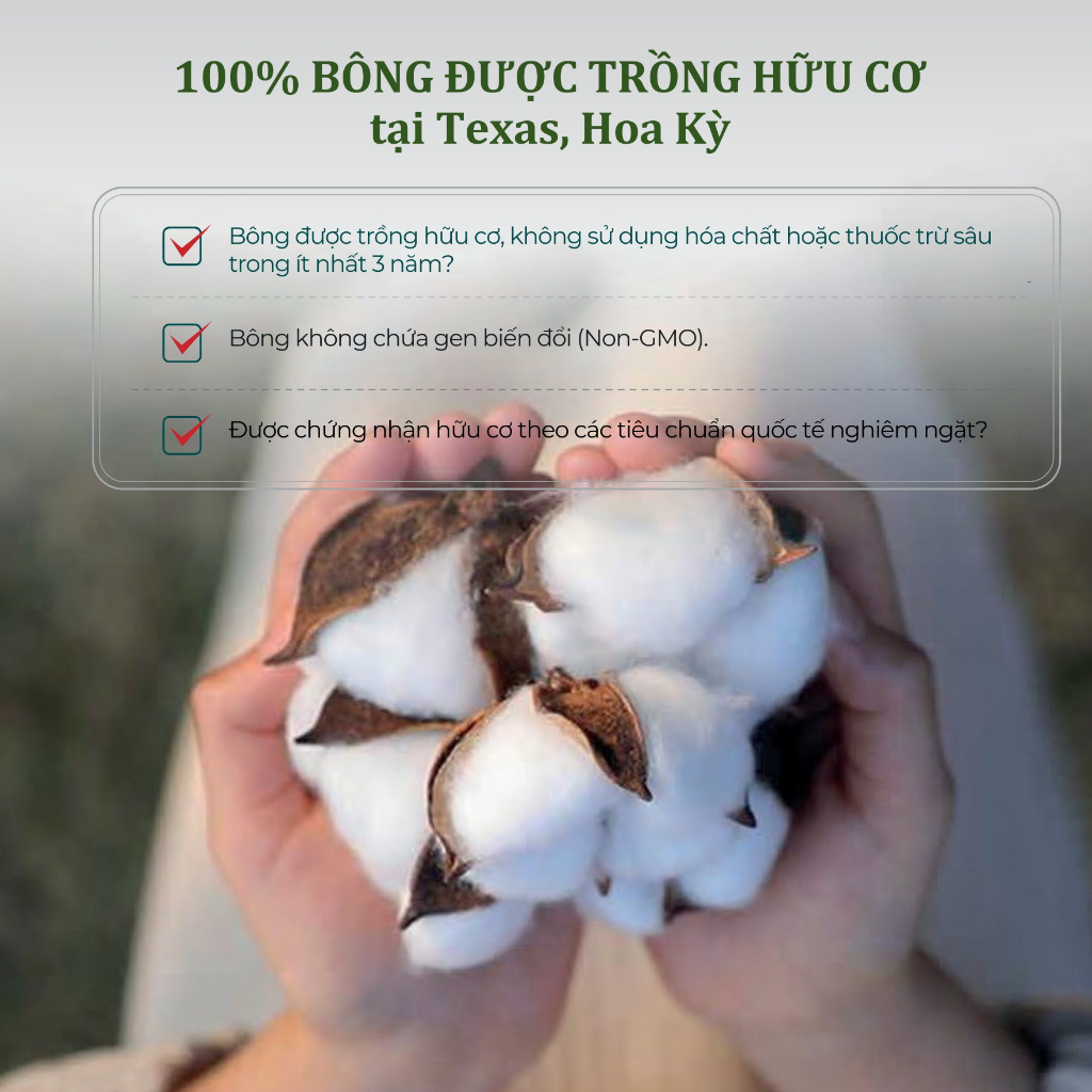 Băng vệ sinh bông hữu cơ thuần chay Lefresh siêu êm, thấm hút tốt cho da nhạy cảm nhất