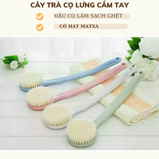 Cây trà cọ lưng có hạt masager, cây kỳ lưng có hạt kiểu mới