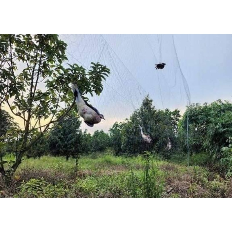 1 tay lưới bẫy tàng hình thái lan giá rẻ  lưới bẫy đã làm sẵn về chỉ mang đi bẫy