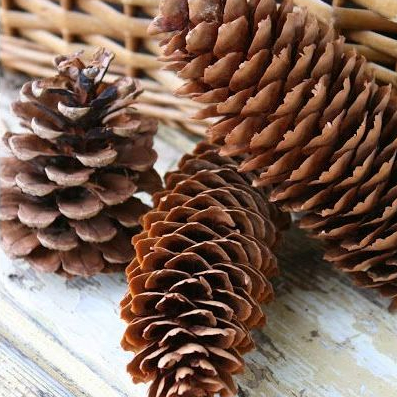 Quả thông khô trang trí cây thông Noen, chụp ảnh sản phẩm, trang trí vòng nguyệt quế, giáng sinh