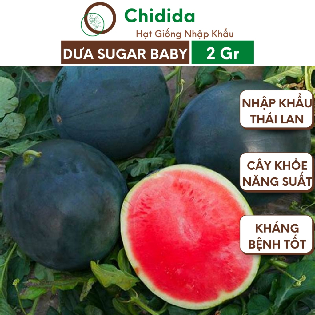 Hạt giống dưa hấu vỏ đen Chidida sugar baby dưa không hạt giống F1 Thái Lan gói 2g