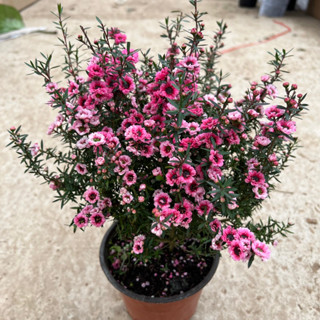 Cây hoa tùng tuyết mai phong thủy cao 30cm trồng để bàn nội thất, trang trí sân vườn mang đến tài lộc may mắn