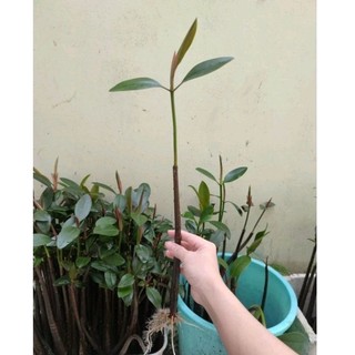 Trái đước thủy sinh - trang trí, giảm no3 po4