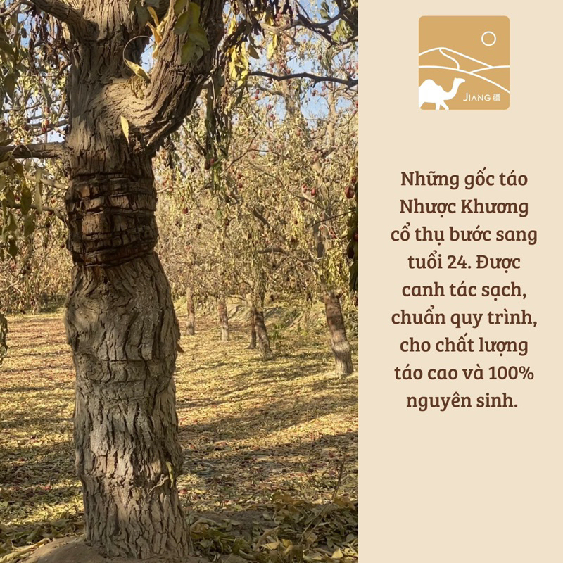 Táo Lát Nhược Khương, Tân Cương Thượng Hạng  - Jiang