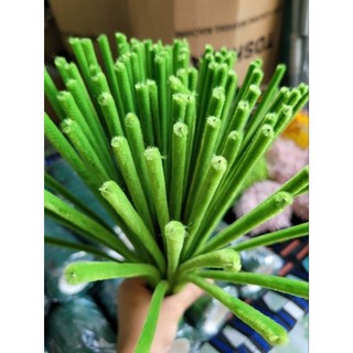 Kẽm nhung(loại 1)