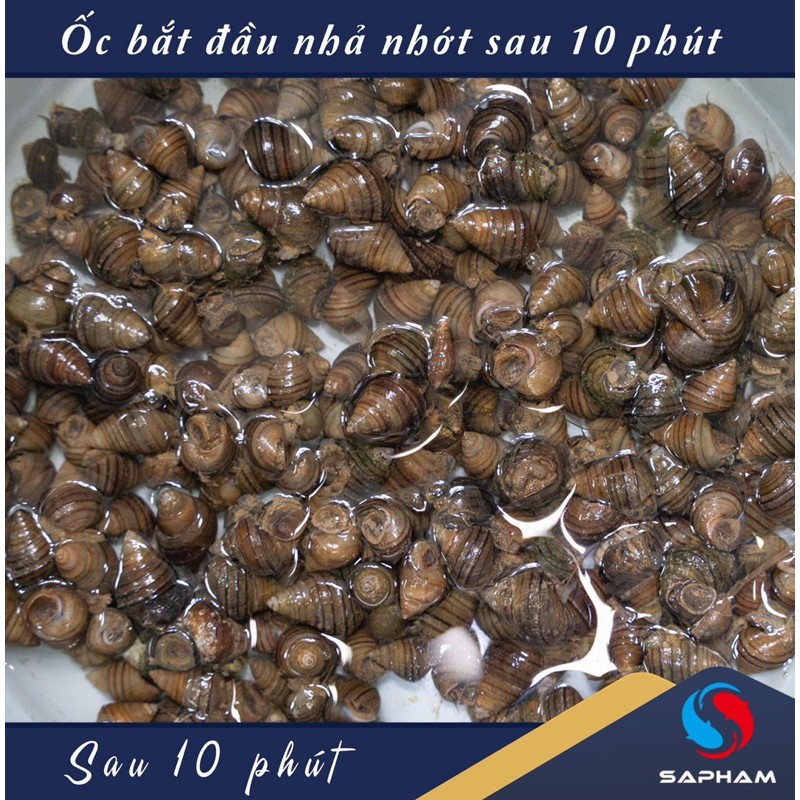 Ốc Nhả Nhớt, Hương liệu chuyên trắm đen Sa Phạm, Mồi câu cá, Hương liệu câu đơn đài