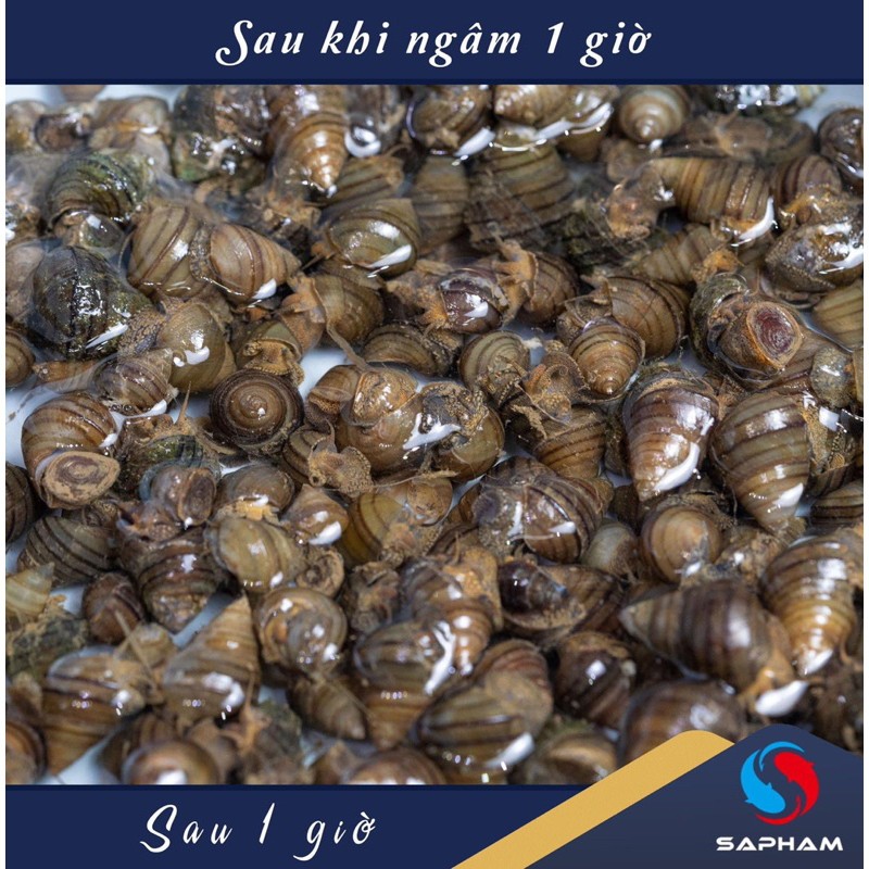 Ốc Nhả Nhớt, Hương liệu chuyên trắm đen Sa Phạm, Mồi câu cá, Hương liệu câu đơn đài