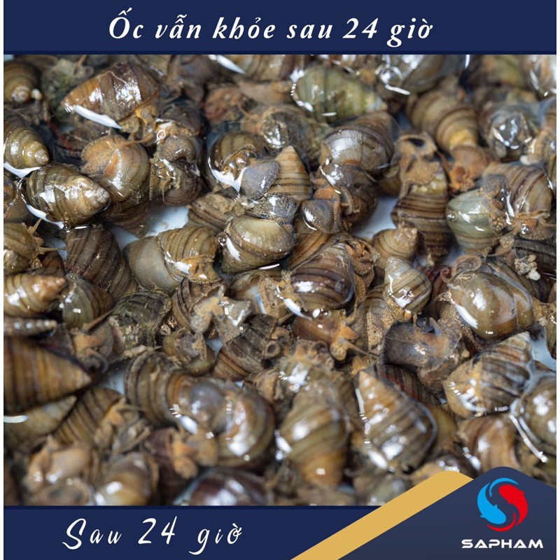 Ốc Nhả Nhớt, Hương liệu chuyên trắm đen Sa Phạm, Mồi câu cá, Hương liệu câu đơn đài