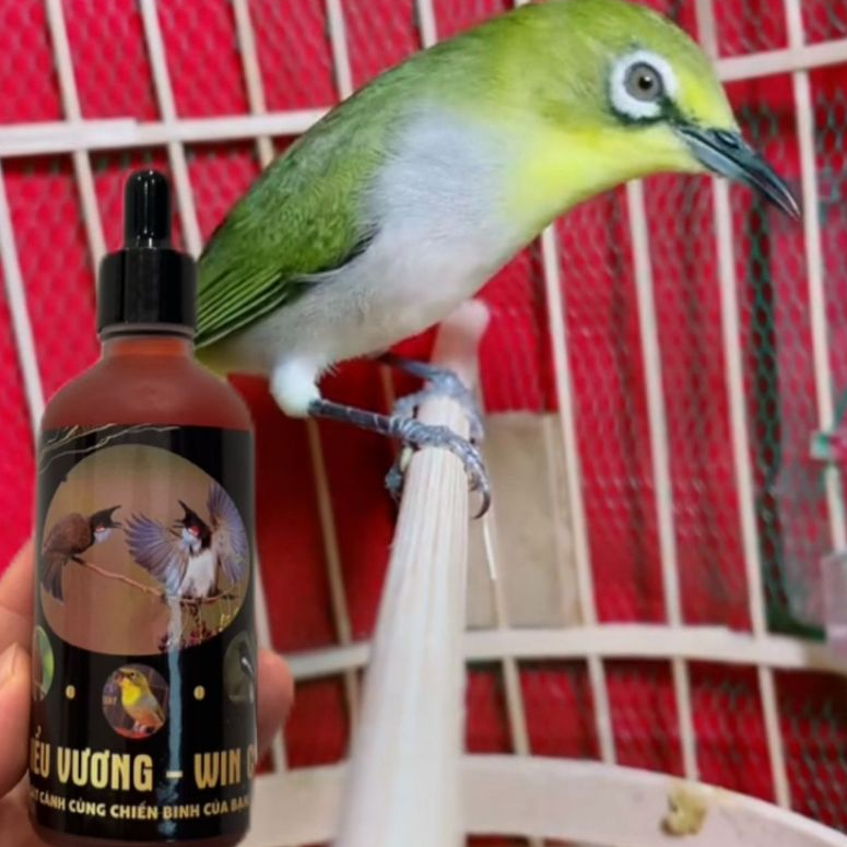 Kích lửa siêu tốc chim cảnh - ĐIỂU VƯƠNG WIN C1